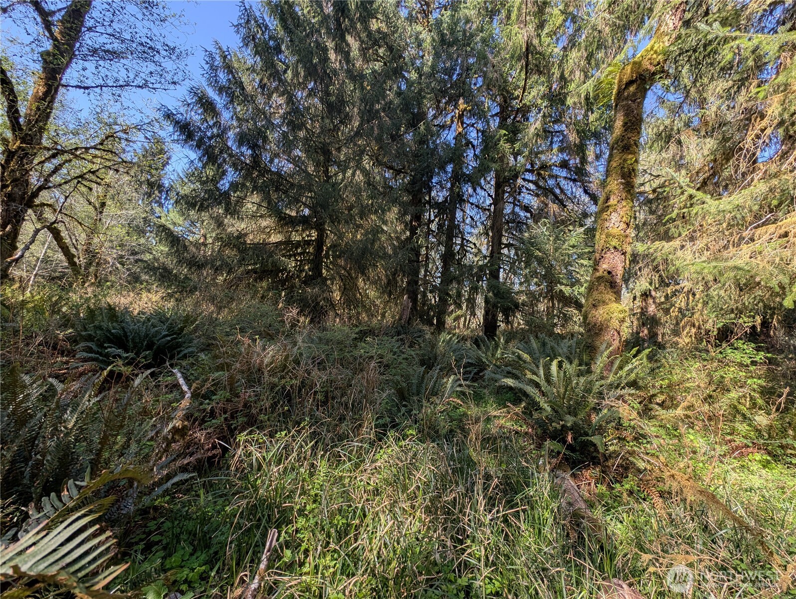 999 Hoh River Park Drive , Forks, WA 98331