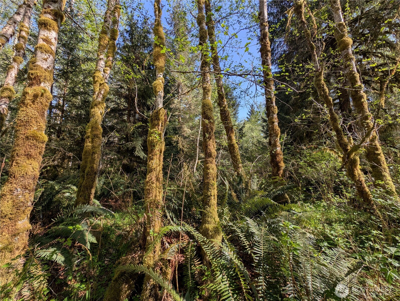 999 Hoh River Park Drive , Forks, WA 98331