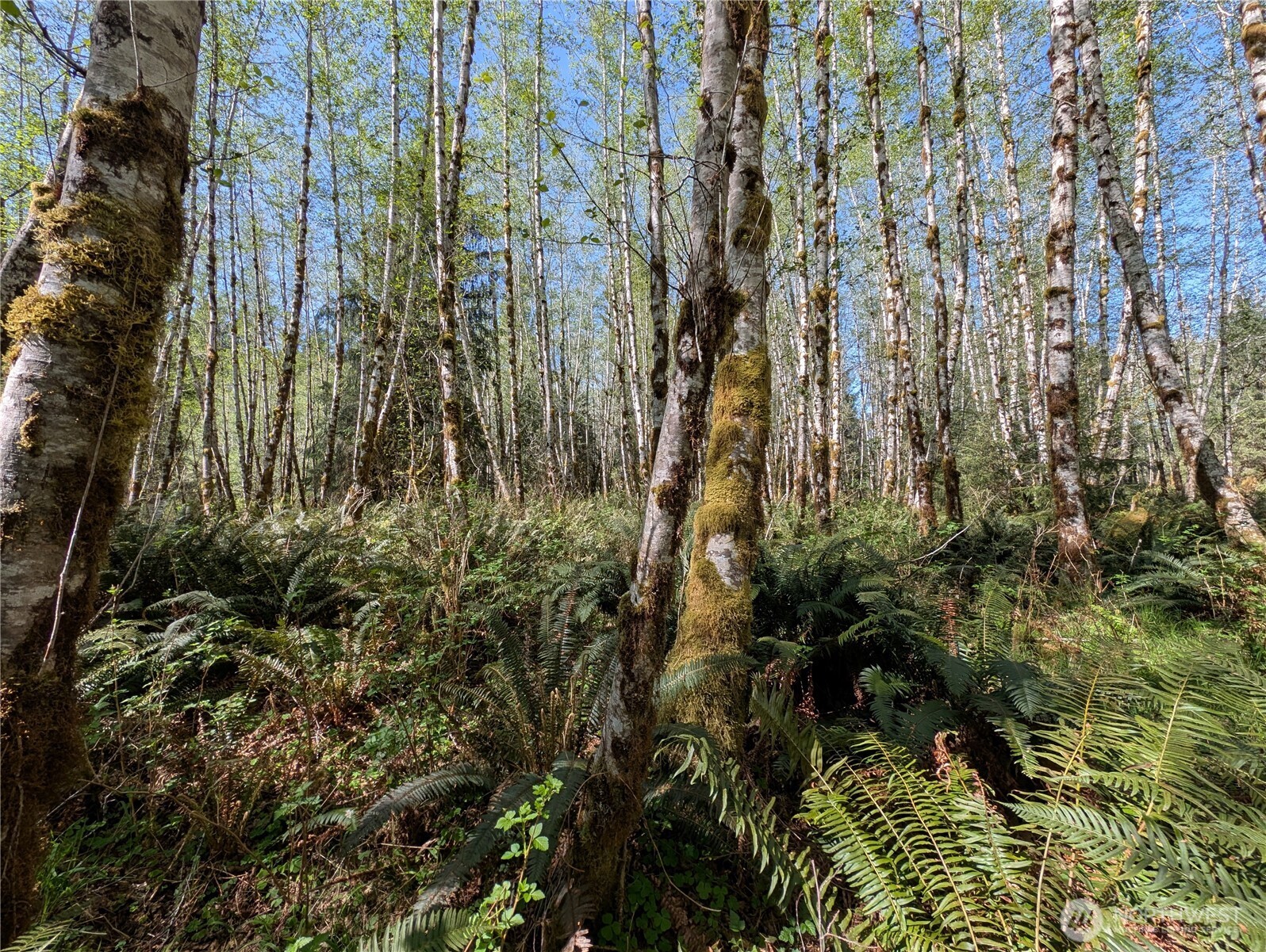 999 Hoh River Park Drive , Forks, WA 98331