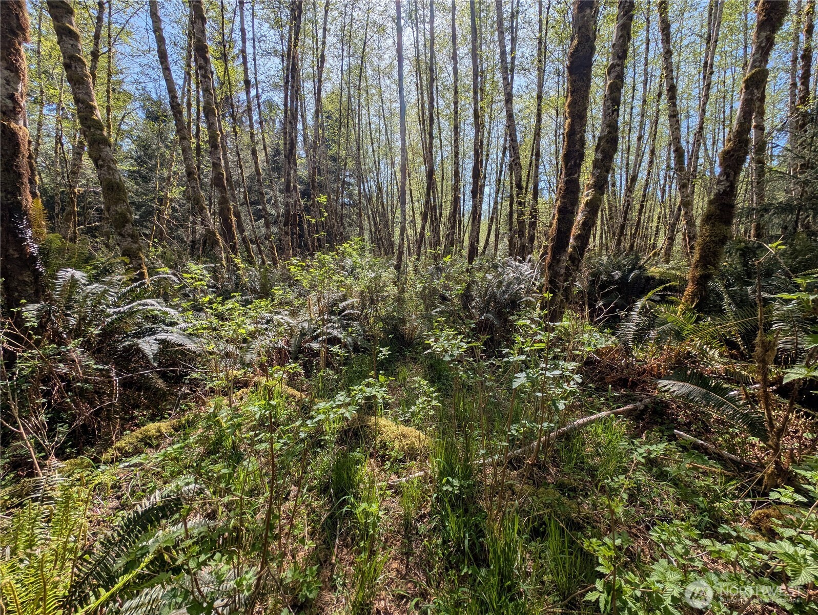 999 Hoh River Park Drive , Forks, WA 98331