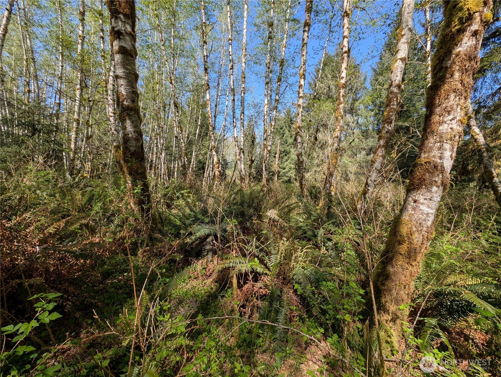 999 Hoh River Park Drive , Forks, WA 98331