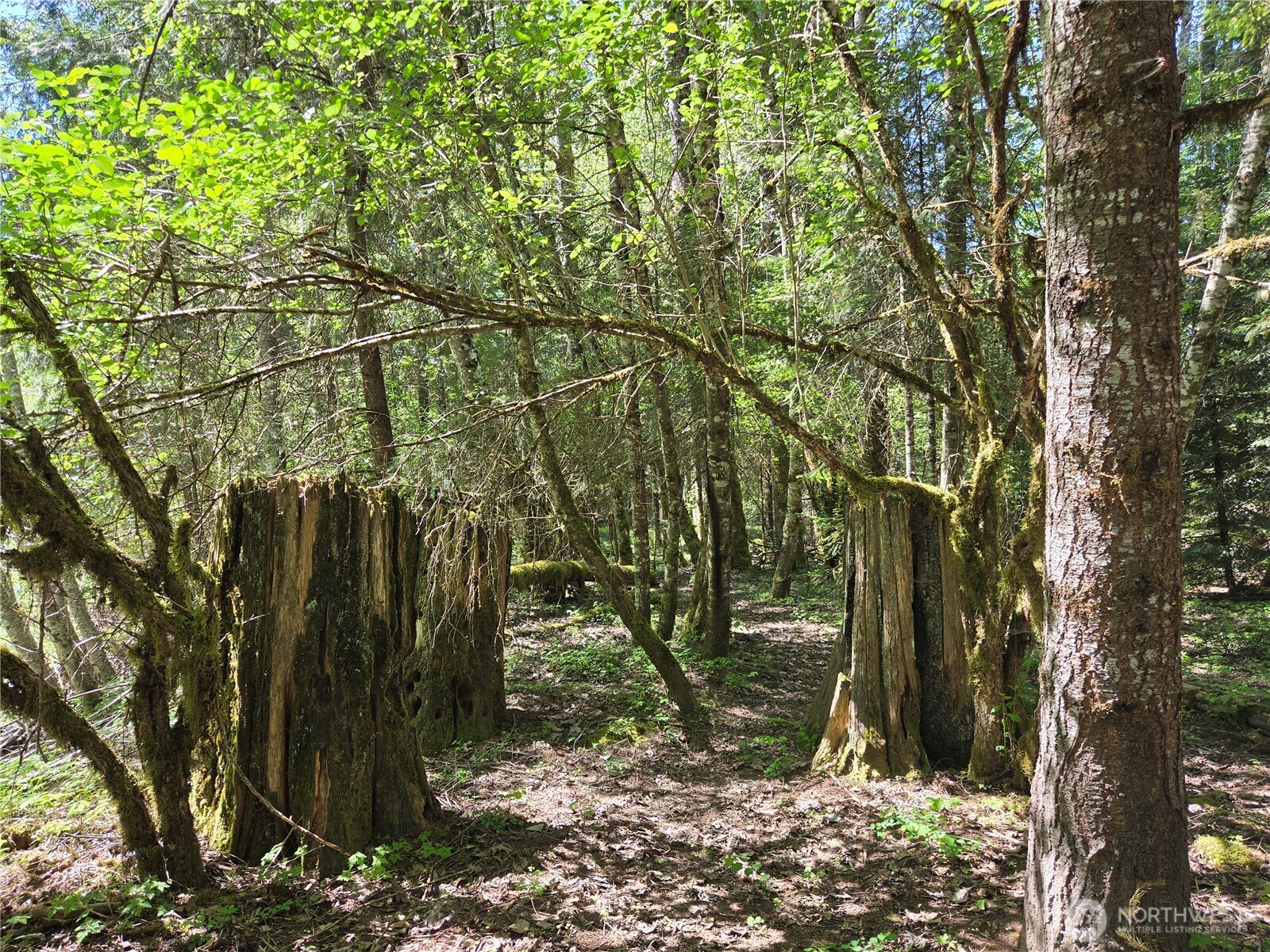 127 Campfire Lane , Packwood, WA 98361