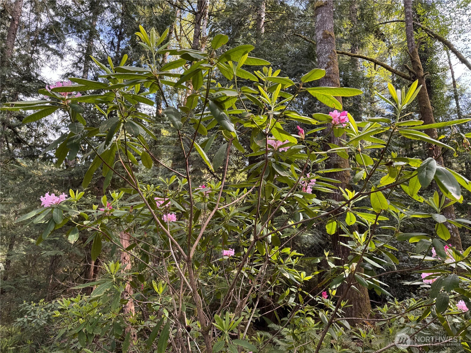 3021 NW Beth Lane , Poulsbo, WA 98370