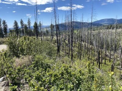 123 TBD Buzzard Lake Road , Okanogan, WA 98840 - Photo 3