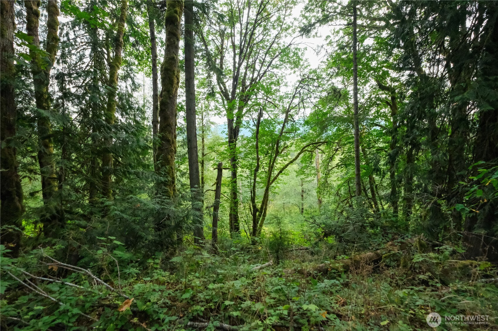 245 xx SE 146th Street , Issaquah, WA 98027