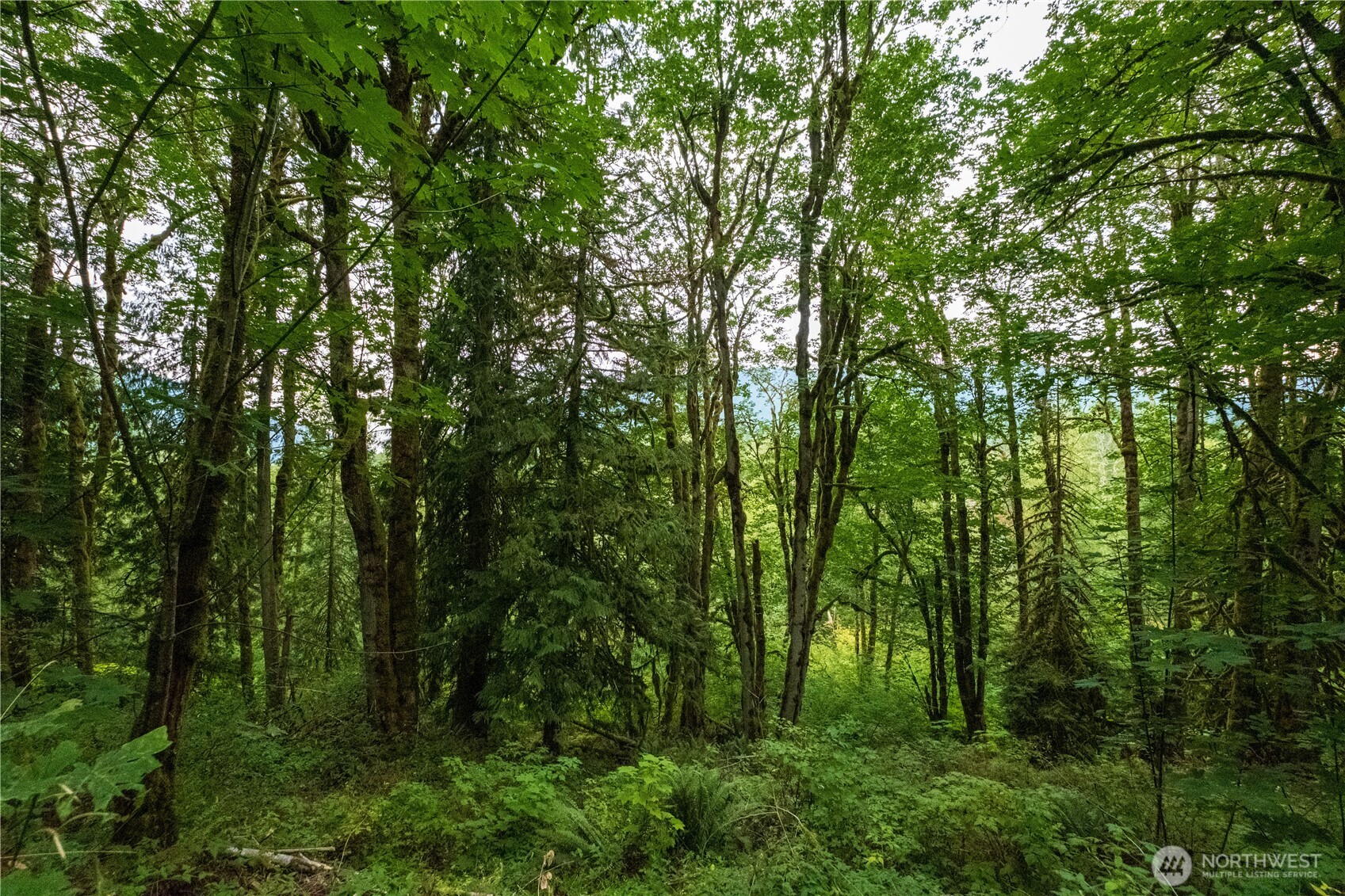 245 xx SE 146th Street , Issaquah, WA 98027