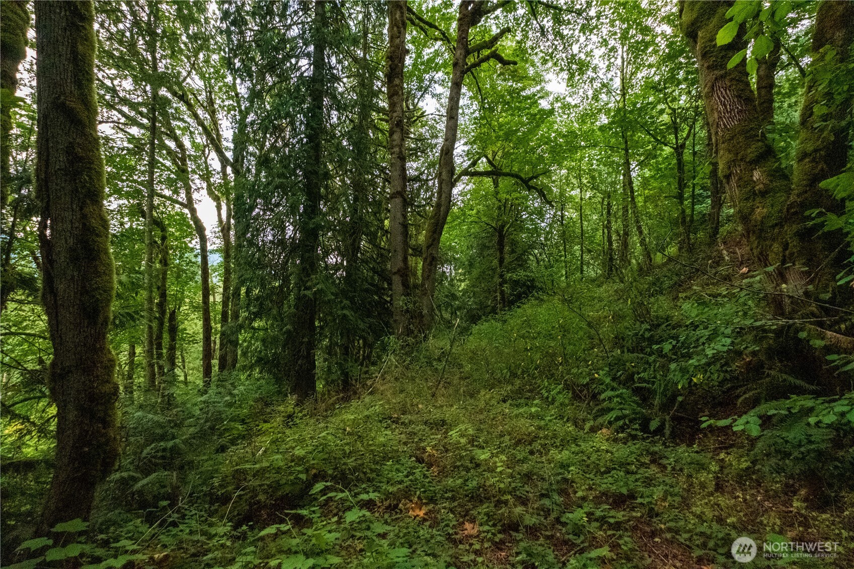 245 xx SE 146th Street , Issaquah, WA 98027