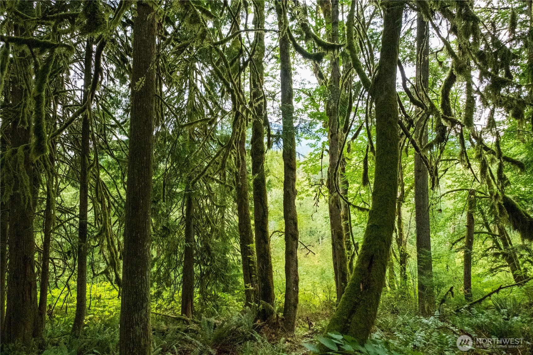 245 xx SE 146th Street , Issaquah, WA 98027