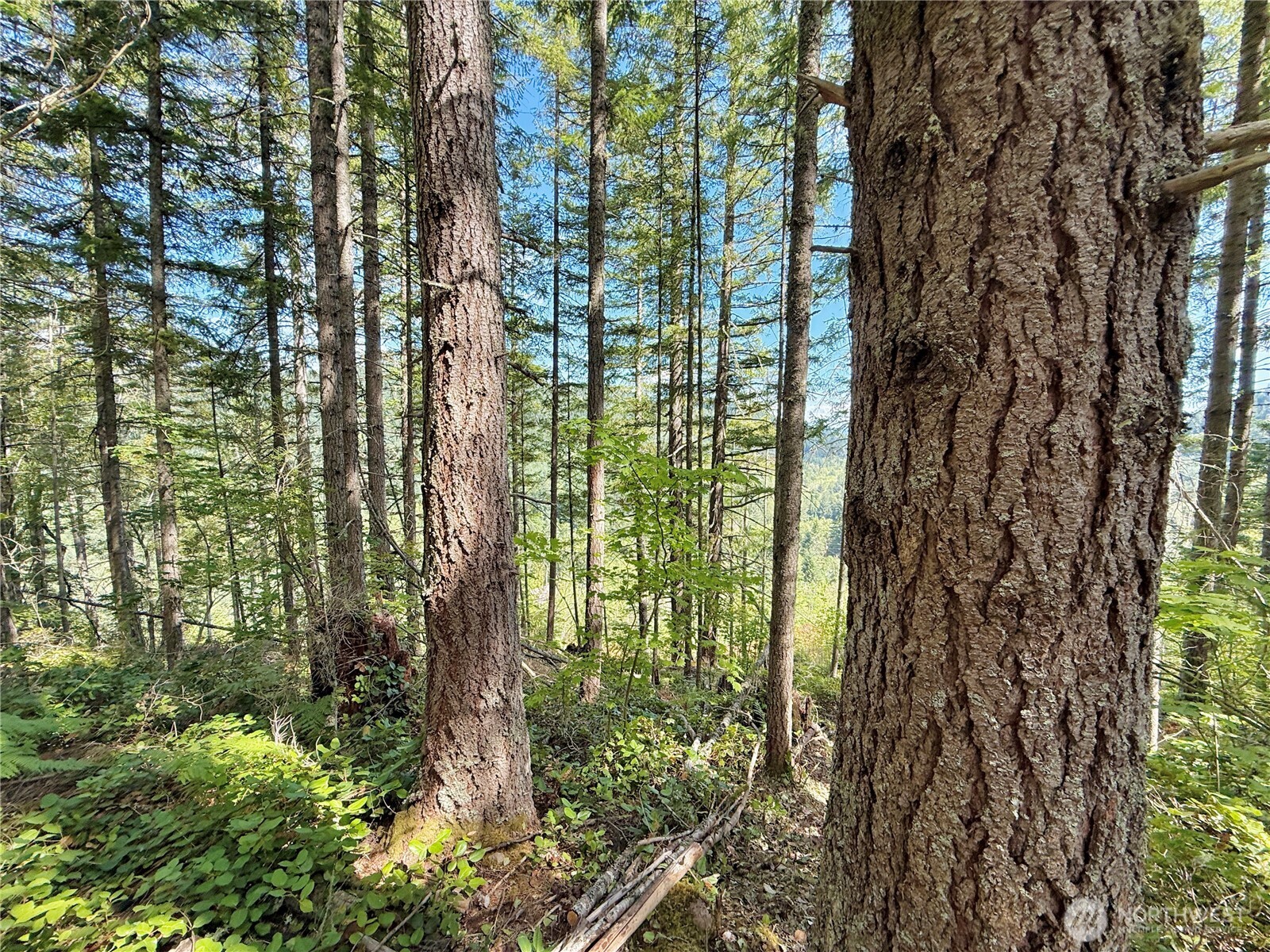 49923 146th Avenue E, Eatonville, WA 98328