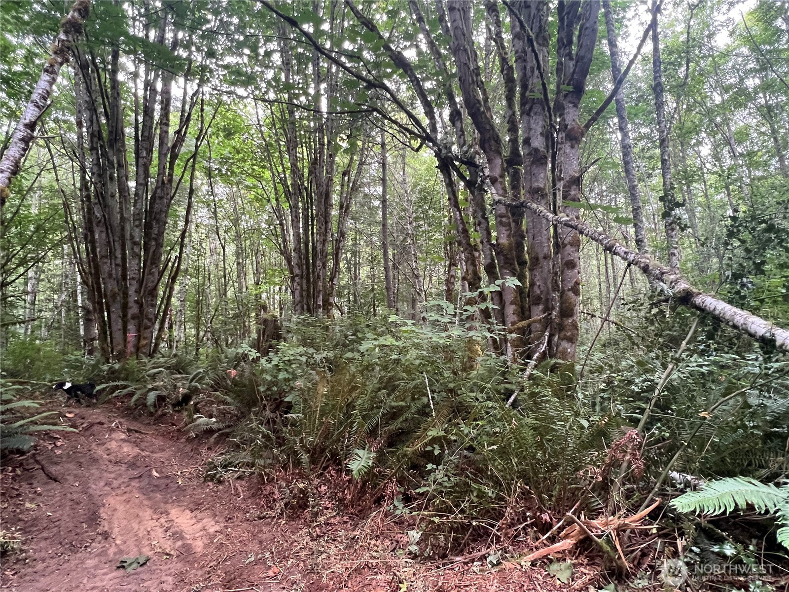 1 XX Scenic Drive , Poulsbo, WA 98370
