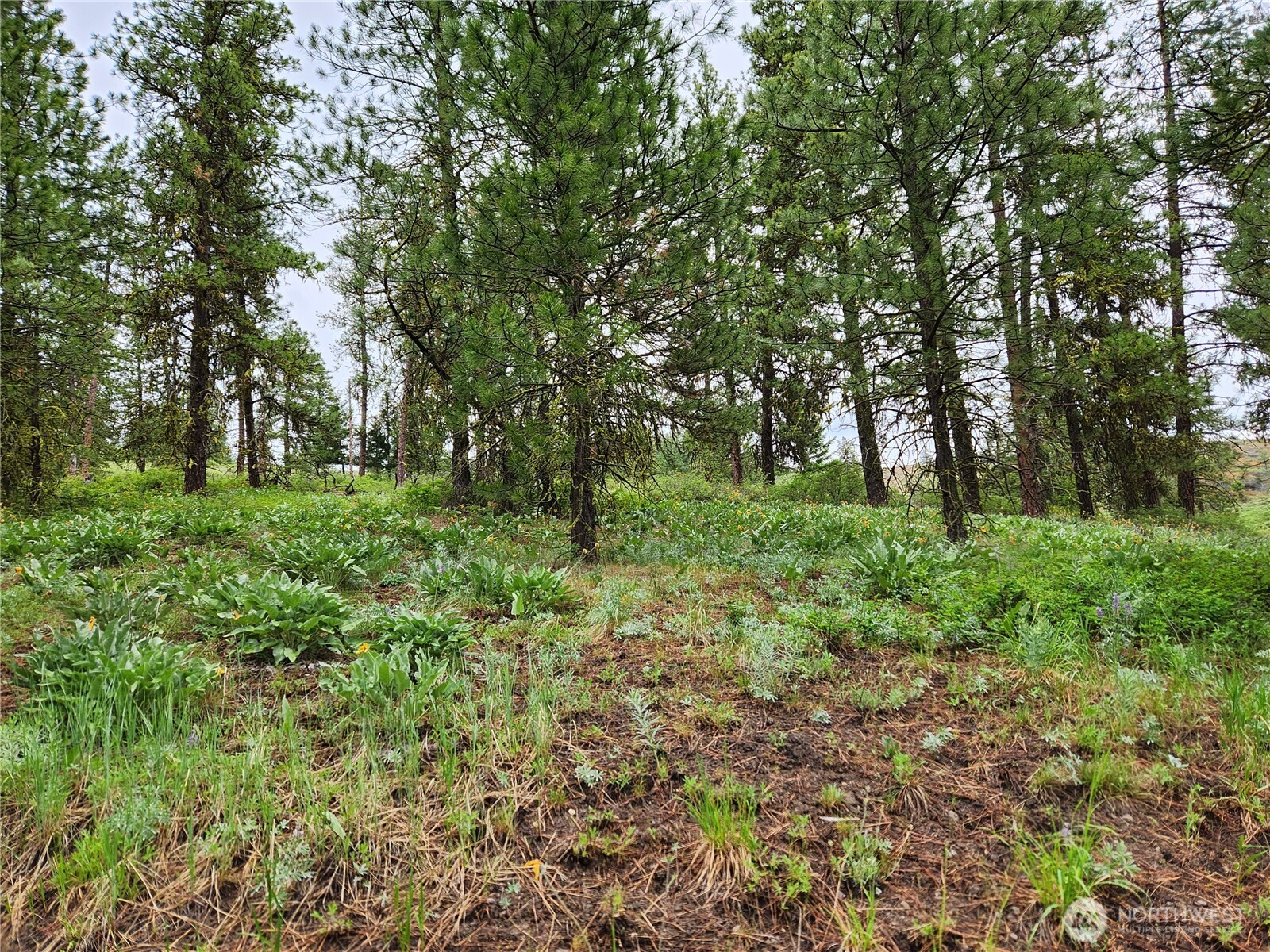 0 74 & 75 Gold Mt. Road , Republic, WA 99166