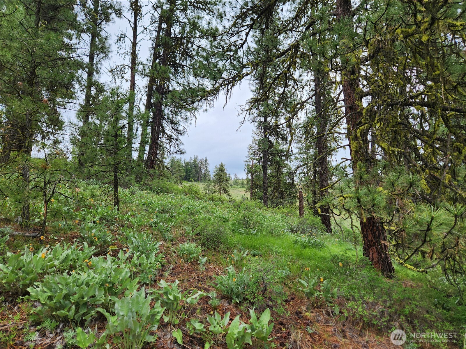 0 74 & 75 Gold Mt. Road , Republic, WA 99166