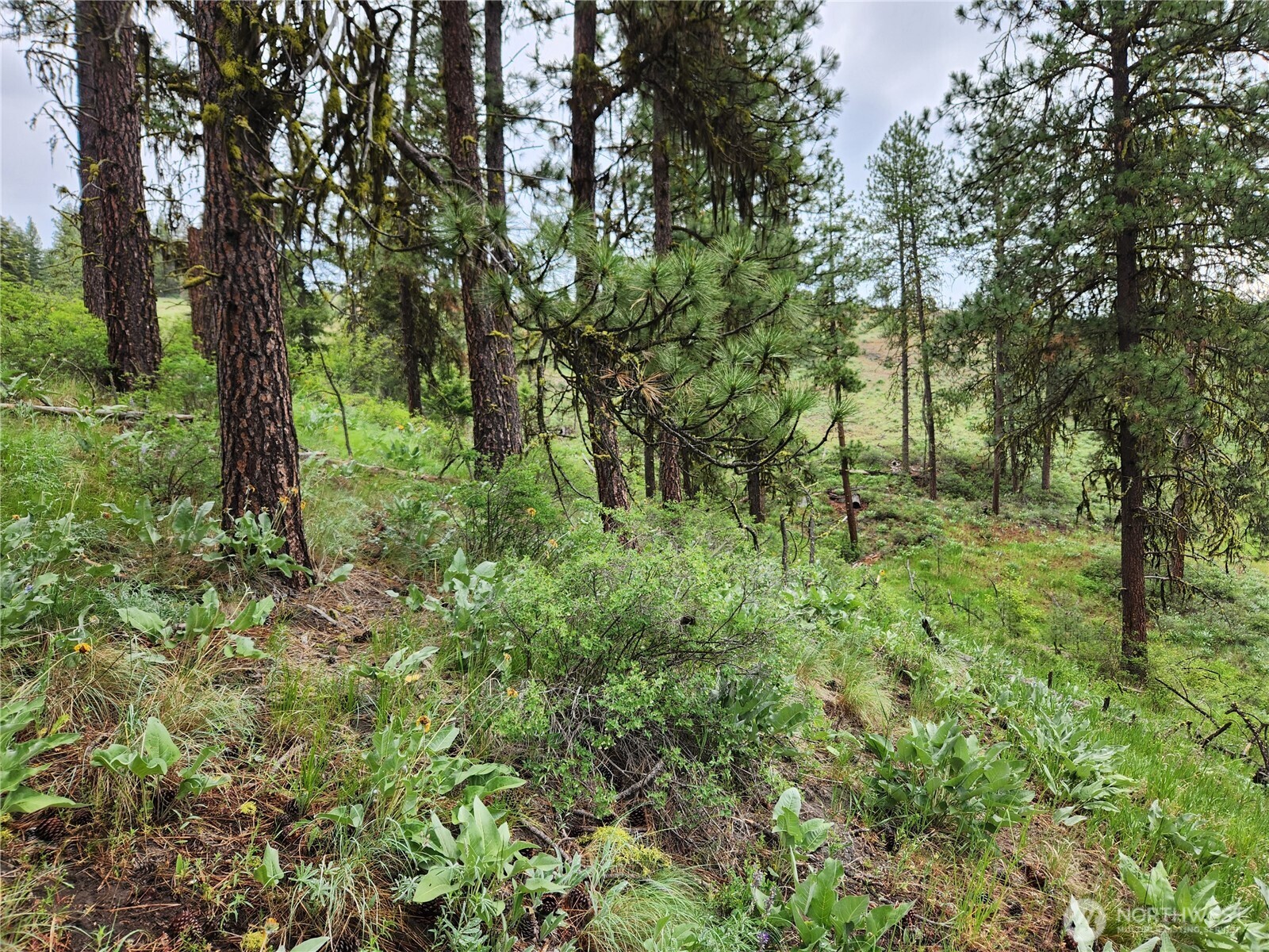 0 74 & 75 Gold Mt. Road , Republic, WA 99166