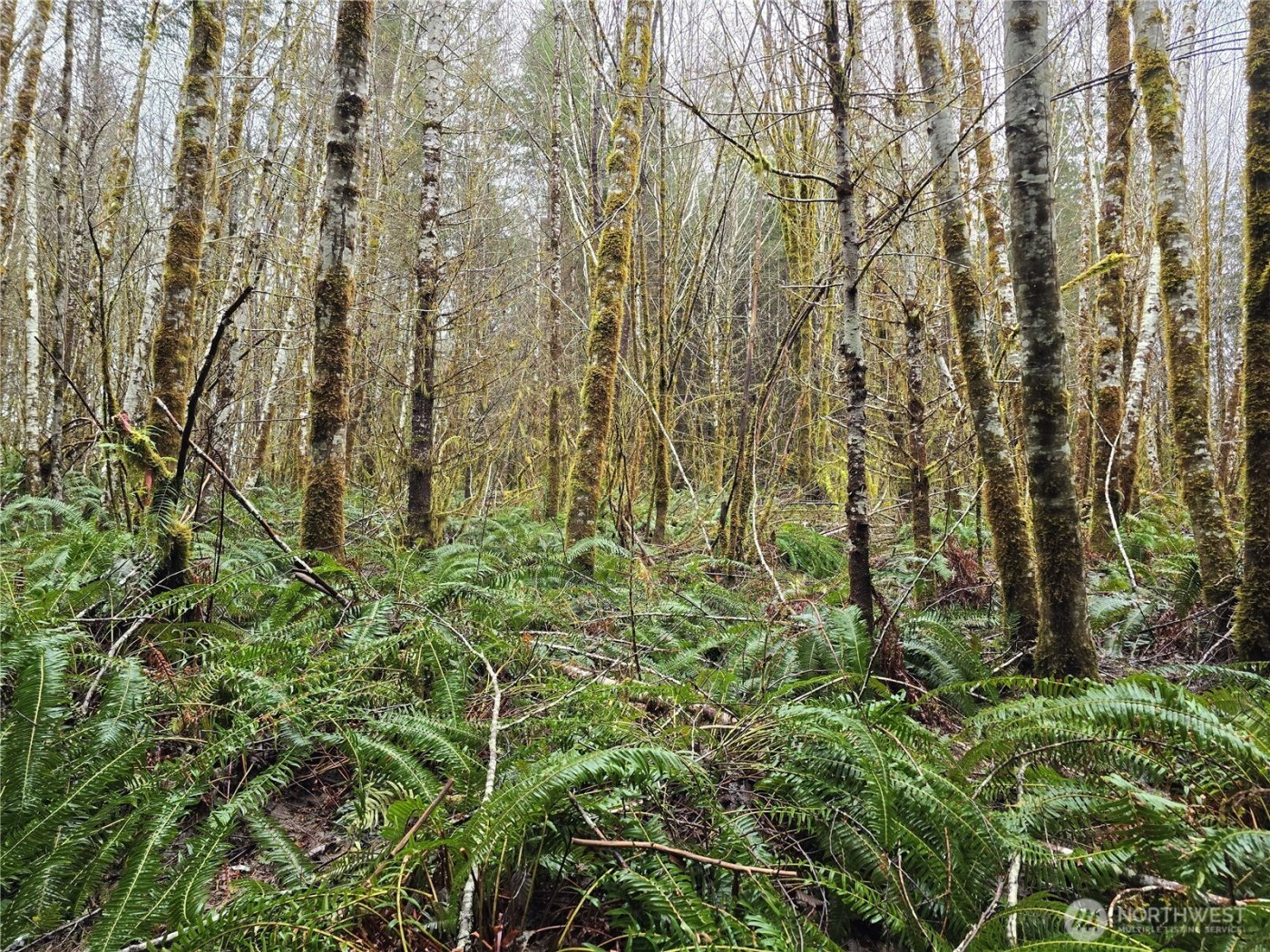 0 Lot 4 W Elk Hill Road , Elma, WA 98541