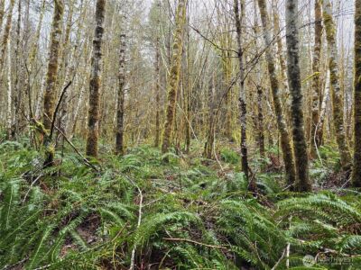 0 Lot 4 W Elk Hill Road , Elma, WA 98541 - Photo 1