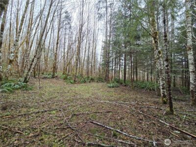 0 Lot 4 W Elk Hill Road , Elma, WA 98541 - Photo 2