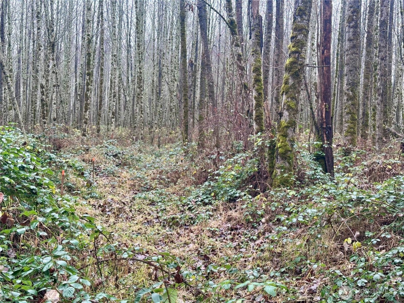 1230 Silverbrook Road , White Pass, WA 98937