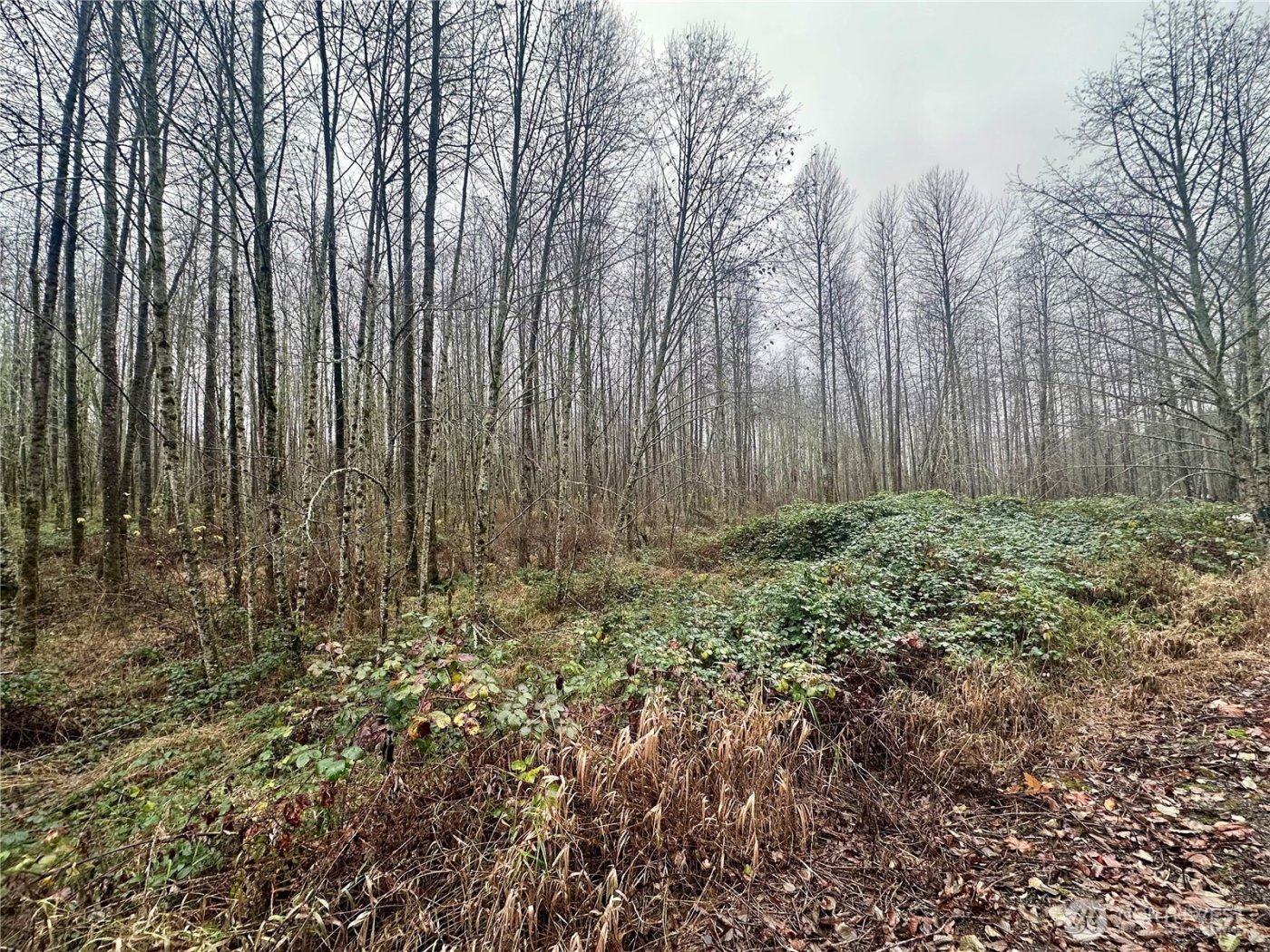 1230 Silverbrook Road , White Pass, WA 98937