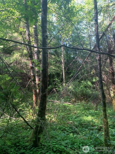 4 Tract Parpala Road , Naselle, WA 98638 - Photo 9