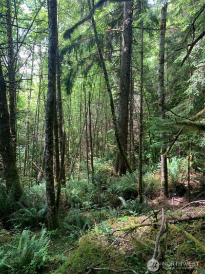 3 Tract Parpala Road , Naselle, WA 98638 - Photo 21