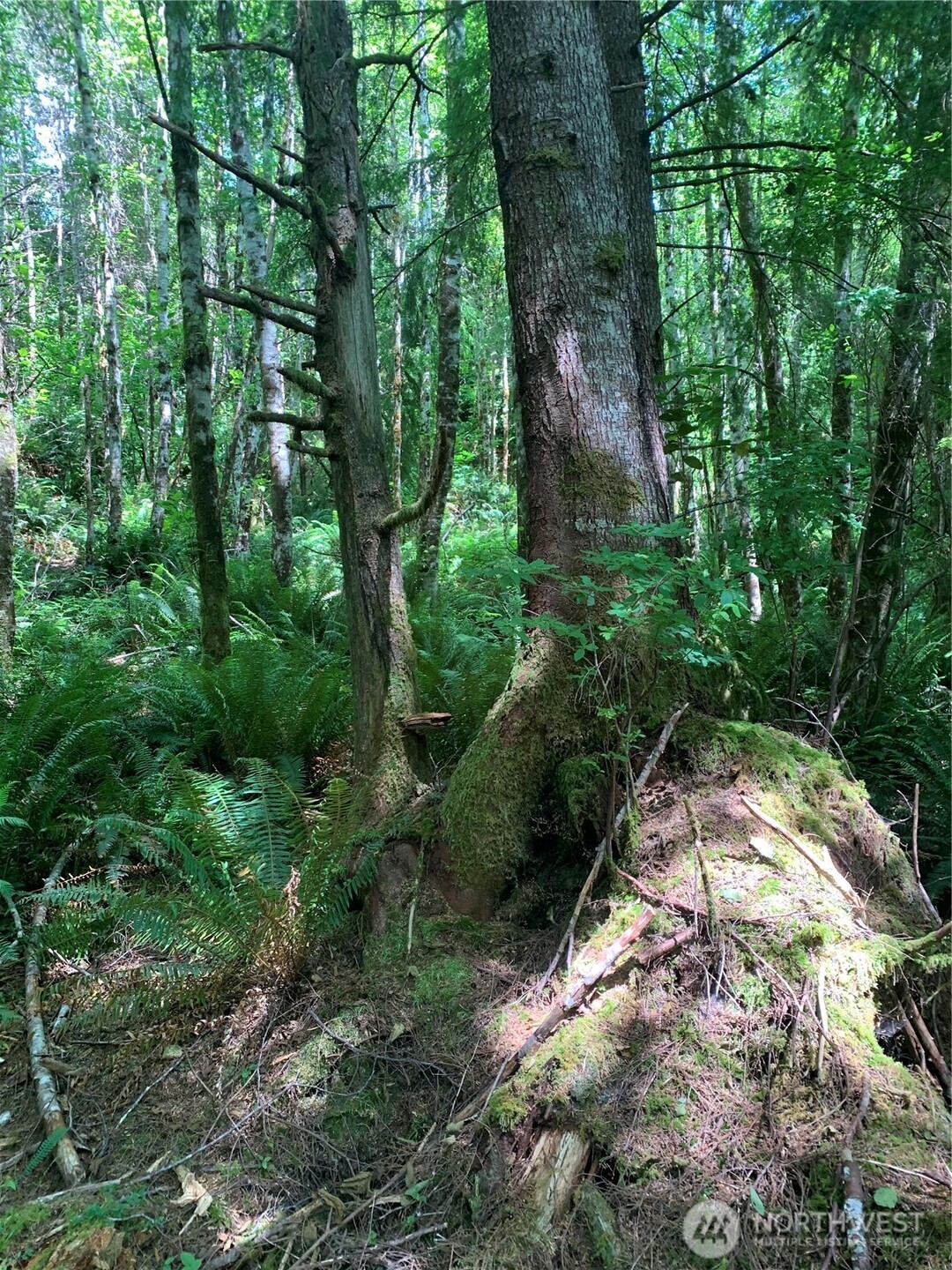 3 Tract Parpala Road , Naselle, WA 98638