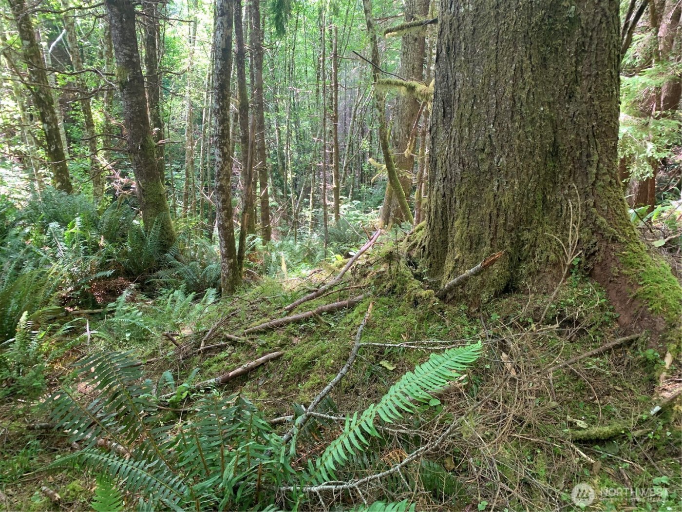 3 Tract Parpala Road , Naselle, WA 98638