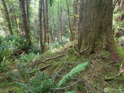 3 Tract Parpala Road , Naselle, WA 98638 - Photo 5