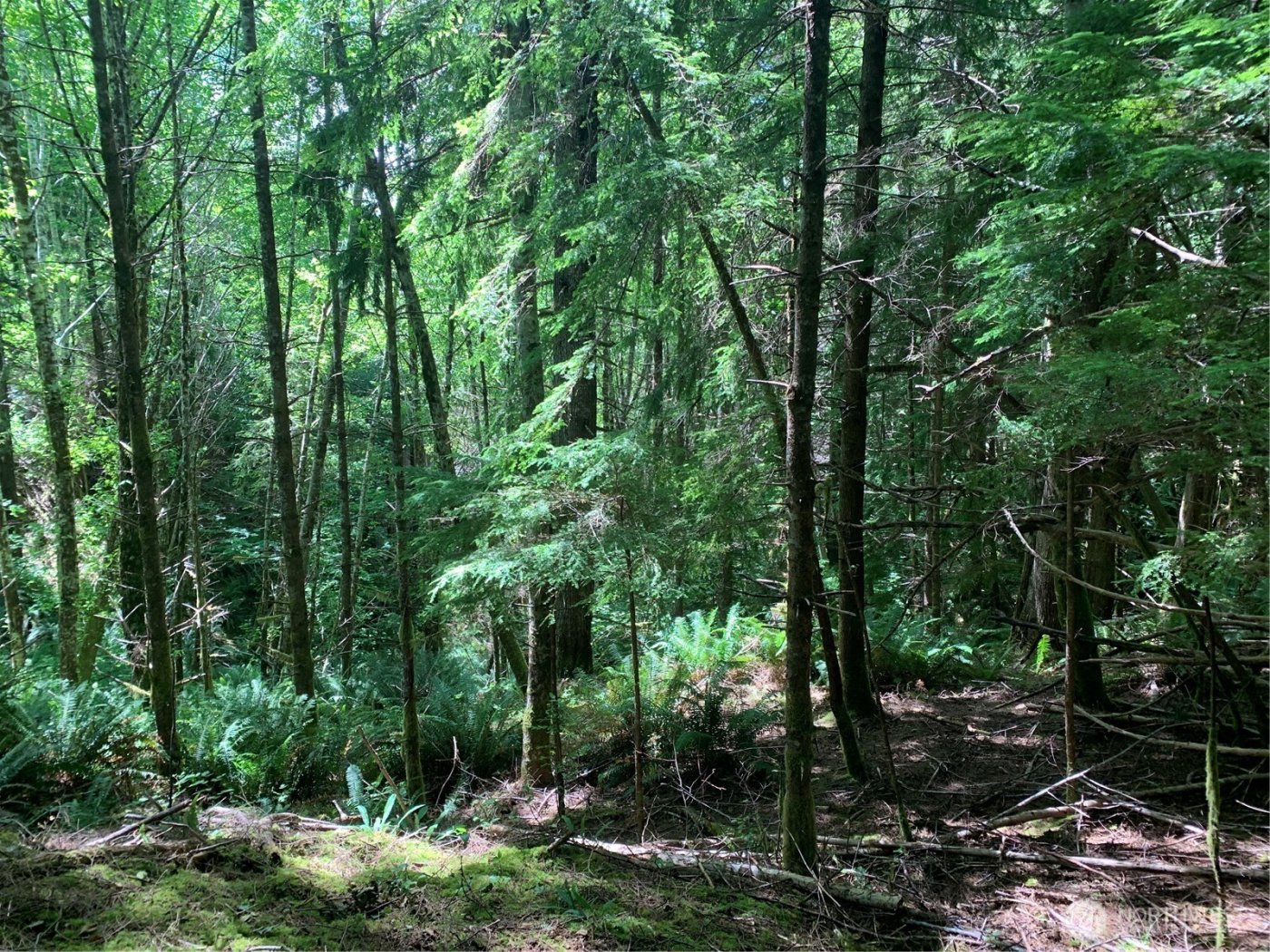 3 Tract Parpala Road , Naselle, WA 98638