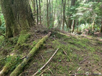 2 Tract Parpala Road , Naselle, WA 98638 - Photo 21