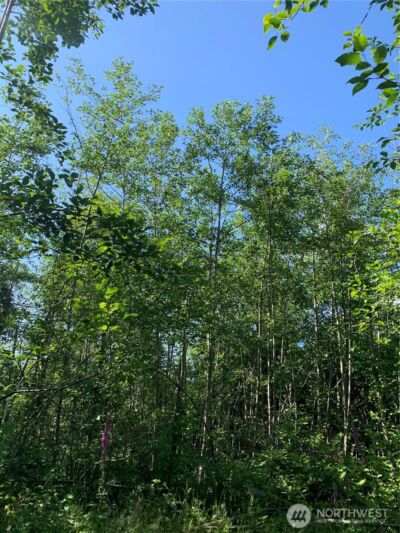 2 Tract Parpala Road , Naselle, WA 98638 - Photo 5