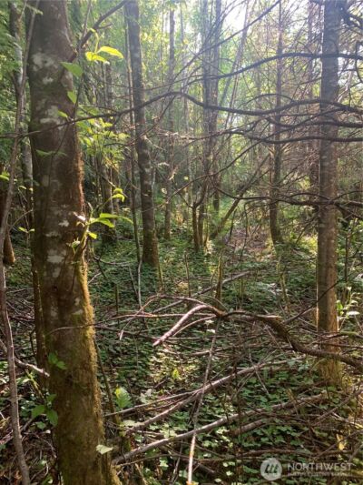 2 Tract Parpala Road , Naselle, WA 98638 - Photo 8