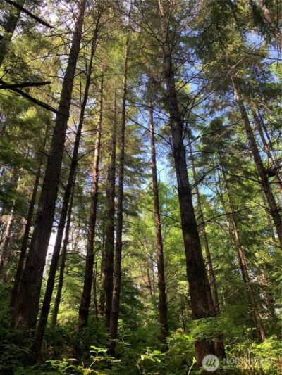 2 Tract Parpala Road , Naselle, WA 98638 - Photo 10