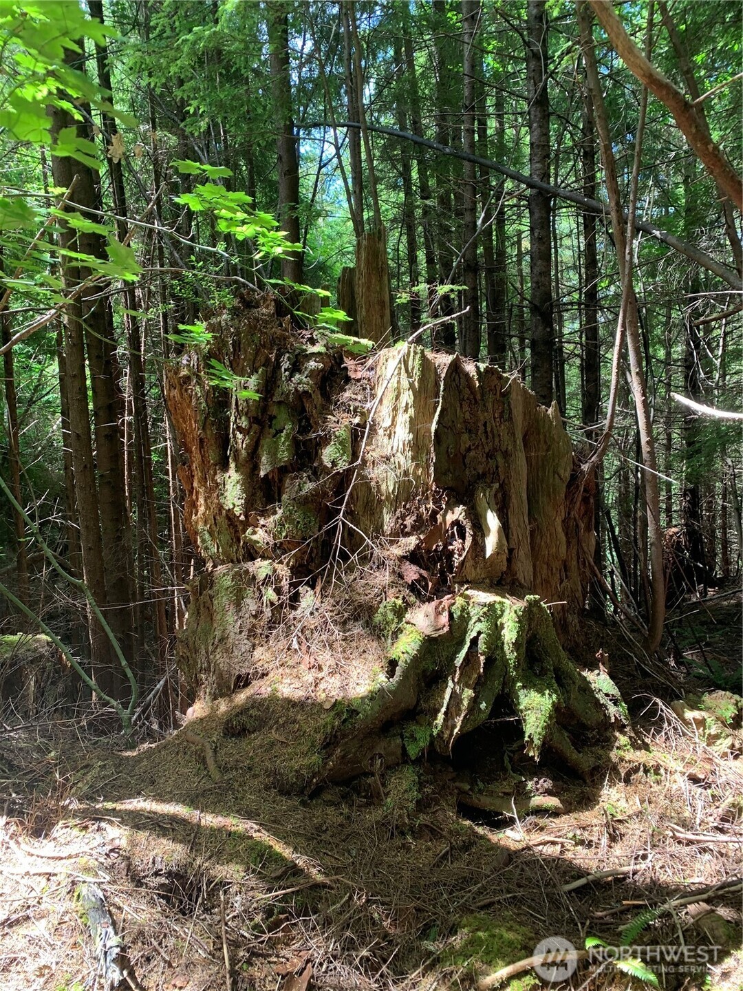 1 Tract Parpala Road , Naselle, WA 98638