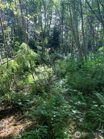 1 Tract Parpala Road , Naselle, WA 98638 - Photo 5