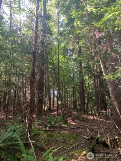 1 Tract Parpala Road , Naselle, WA 98638 - Photo 6