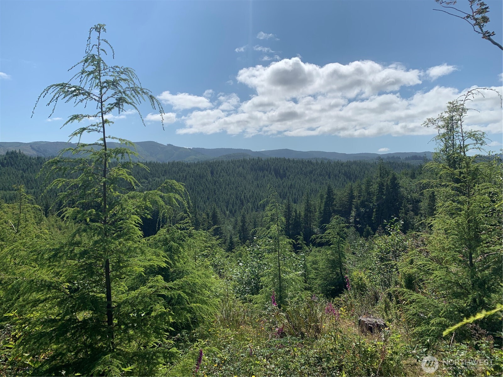 1 Tract Parpala Road , Naselle, WA 98638