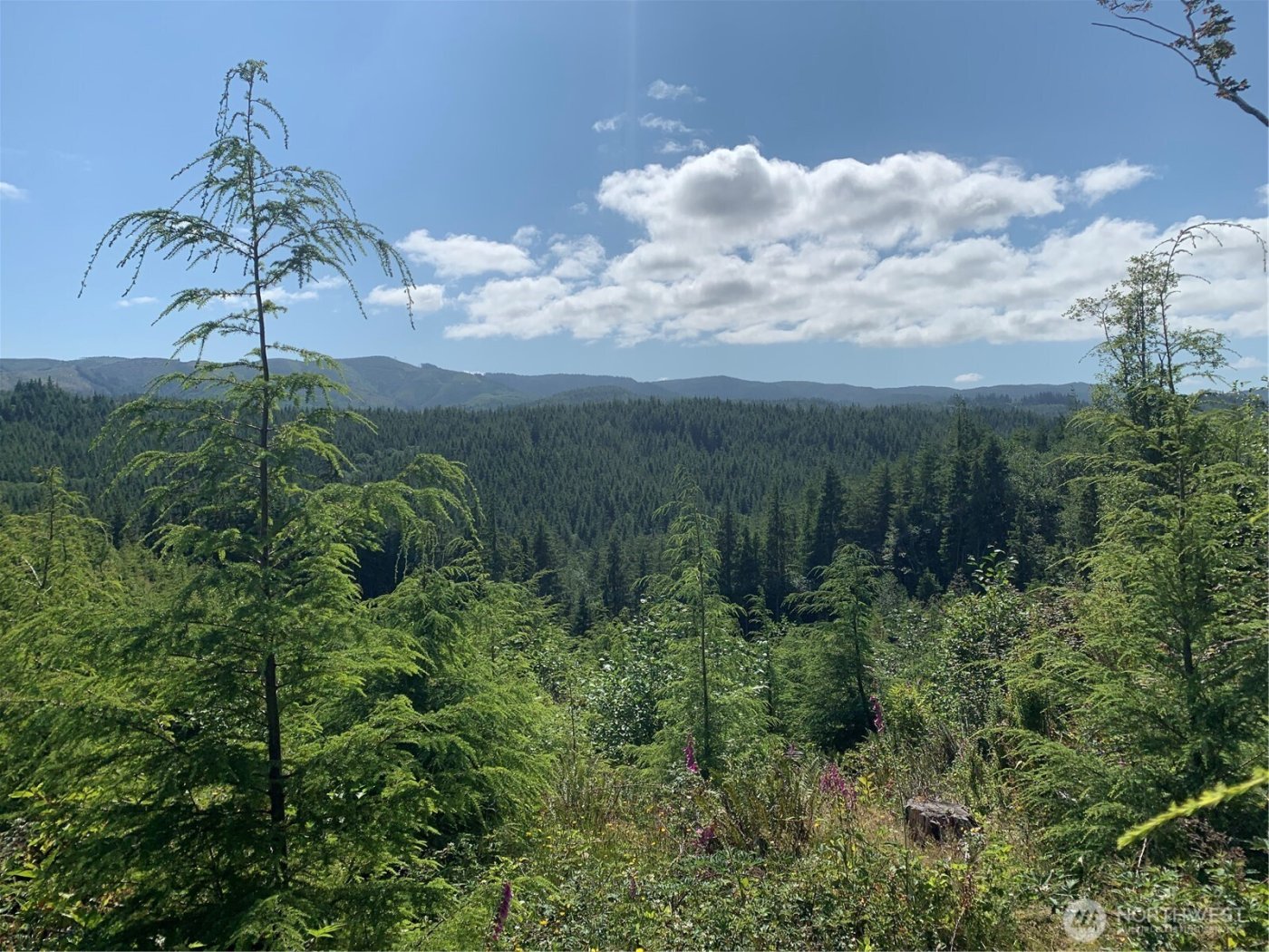 285 Parpala Road , Naselle, WA 98638