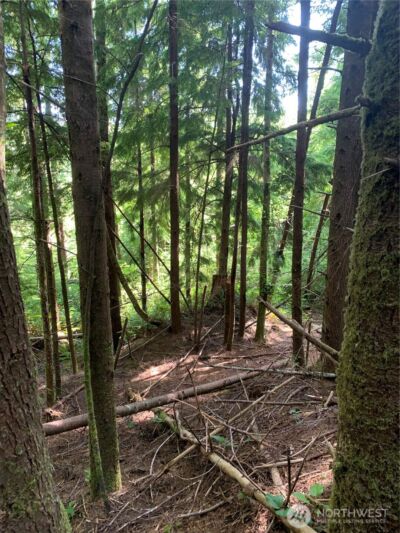 285 Parpala Road , Naselle, WA 98638 - Photo 18