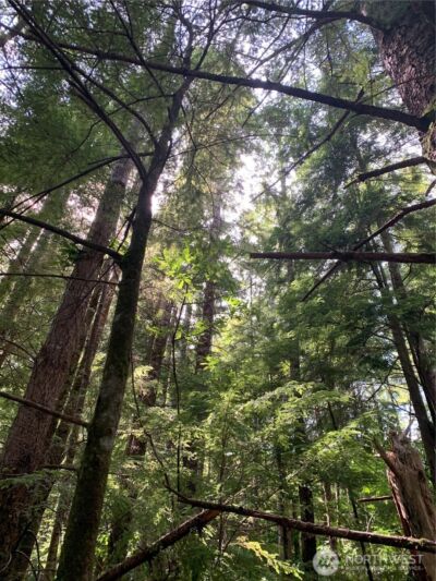 285 Parpala Road , Naselle, WA 98638 - Photo 19