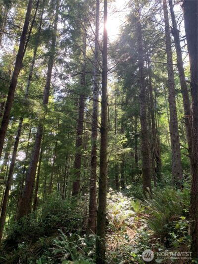 285 Parpala Road , Naselle, WA 98638 - Photo 20