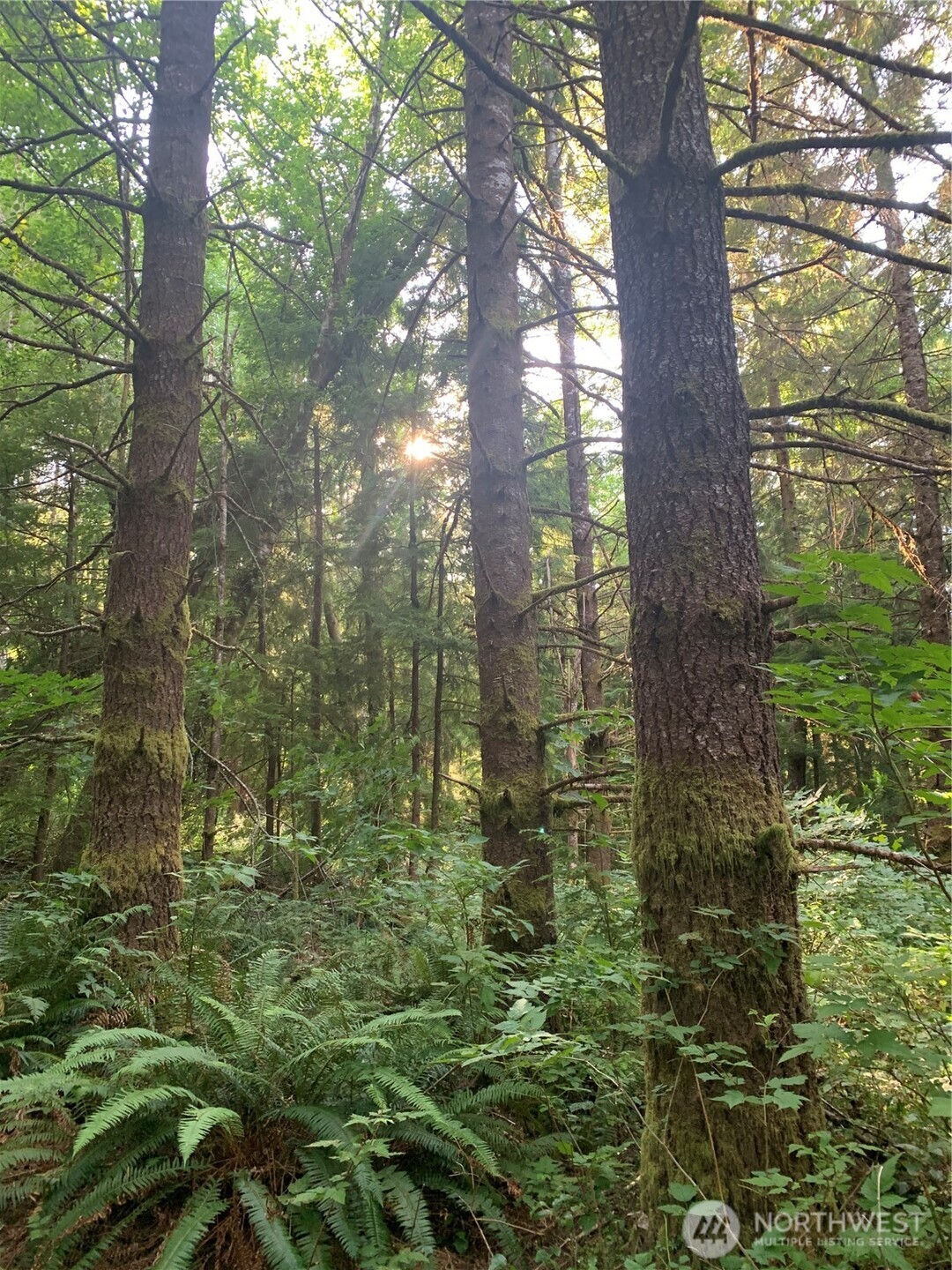 285 Parpala Road , Naselle, WA 98638