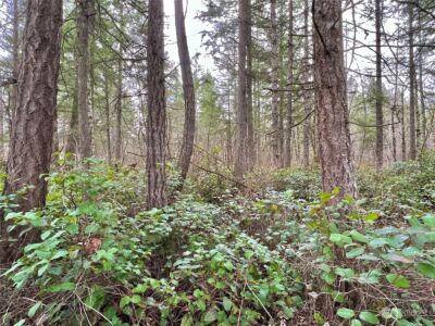 12631 200th Street E, Graham, WA 98338 - Photo 11