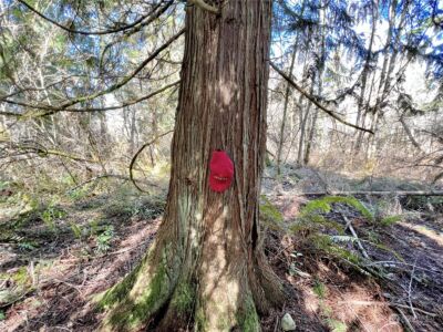 12631 200th Street E, Graham, WA 98338 - Photo 16