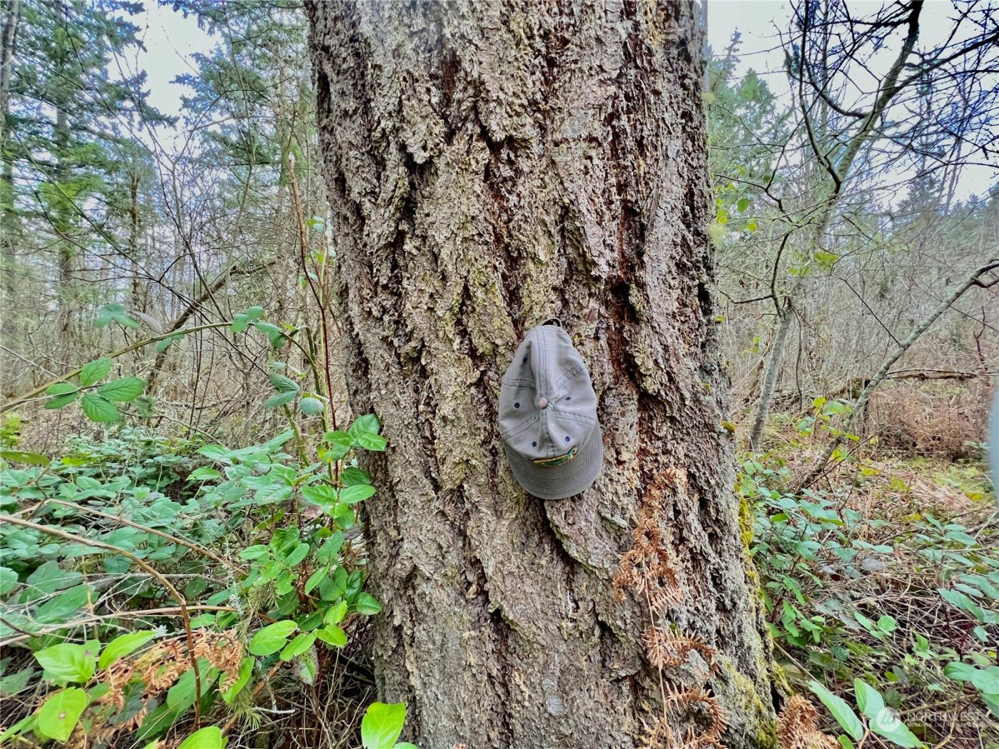 12631 200th Street E, Graham, WA 98338