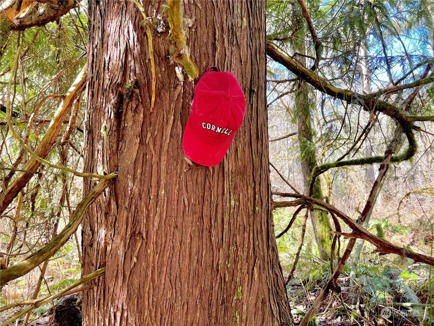 12631 200th Street E, Graham, WA 98338