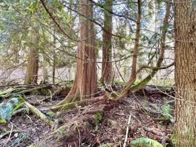 12631 200th Street E, Graham, WA 98338 - Photo 29