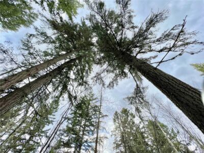 12631 200th Street E, Graham, WA 98338 - Photo 33