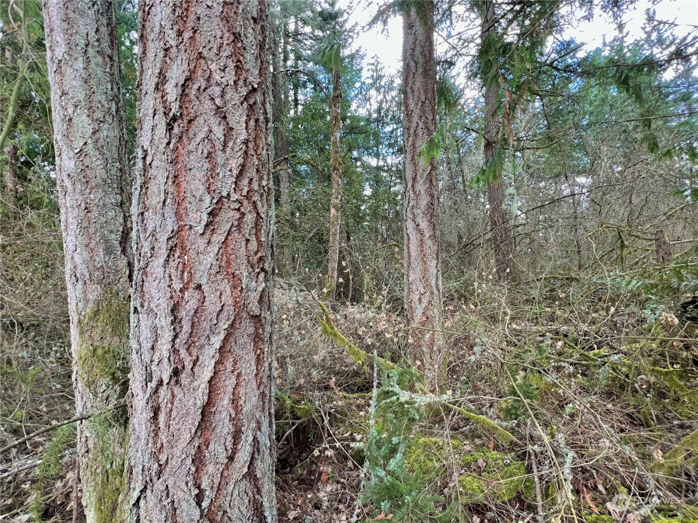 12631 200th Street E, Graham, WA 98338