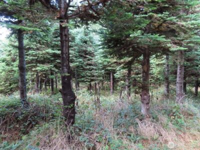 0 Tract 2 State Route 101 , South Bend, WA 98596 - Photo 11