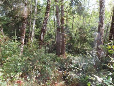 0 Tract 2 State Route 101 , South Bend, WA 98596 - Photo 17